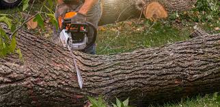 How Our Tree Care Process Works  in  Forest Oaks, NC