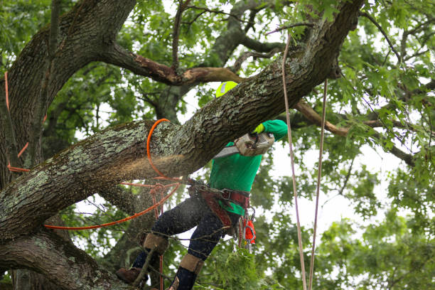 Trusted Forest Oaks, NC Tree Services Experts